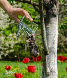 A homeowner in Ohio holds a captured mole above red tulips to demonstrate the real-world effectiveness of DIY mole traps.