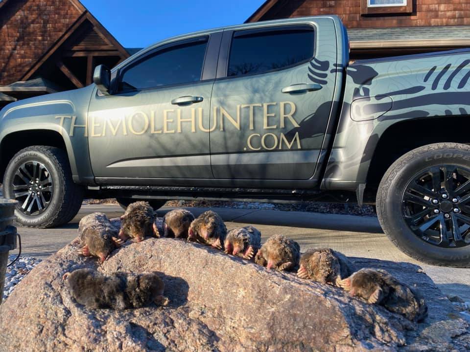 A display of several caught moles in front of a company truck shows the professional alternative to failing DIY mole traps in Ohio.