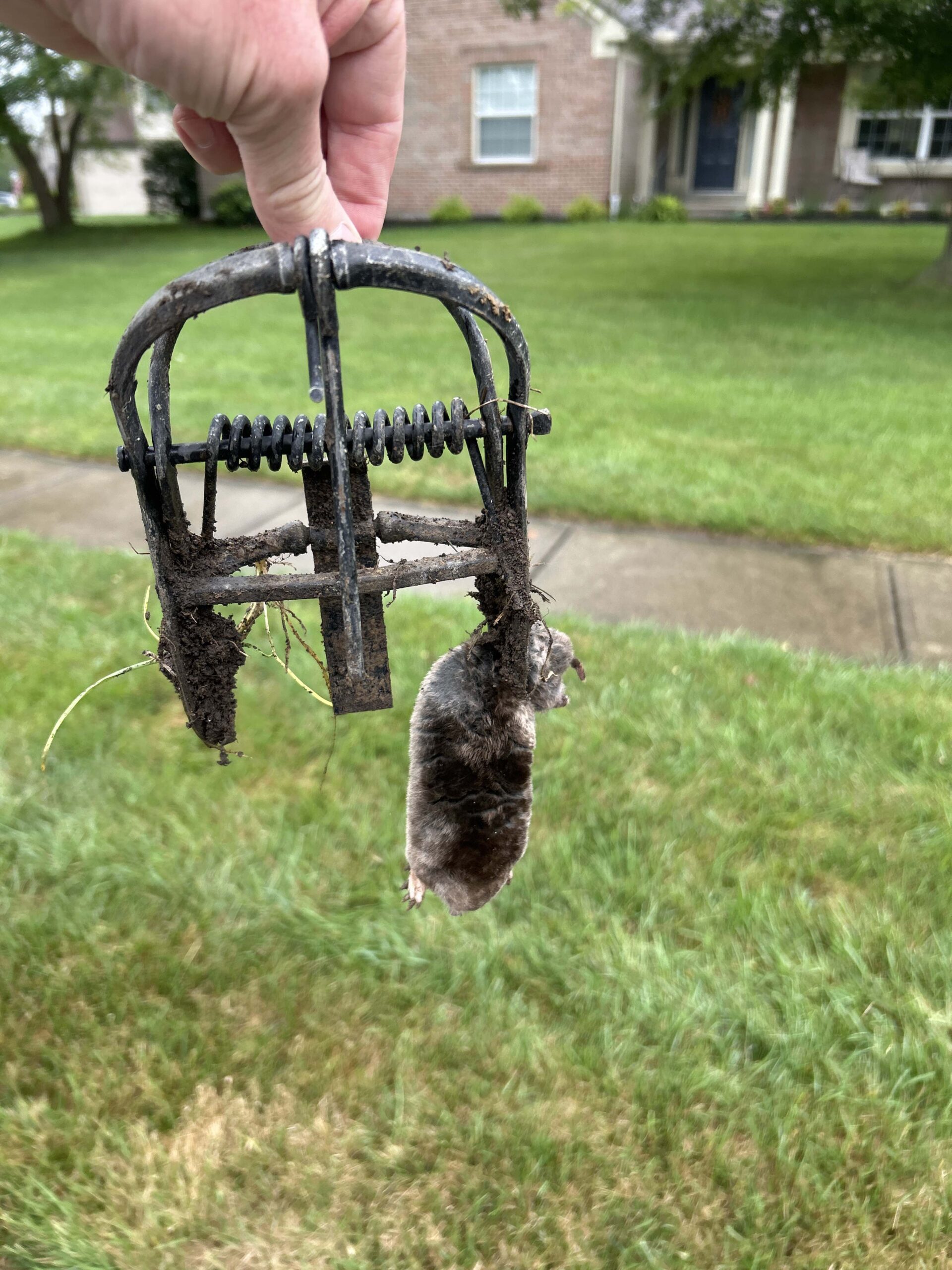 A hand holds a soil-covered spring mole trap with a freshly caught mole dangling from it against a green Cincinnati lawn, showing the only outcome that a mole deterrent or castor oil moles treatment can never deliver.