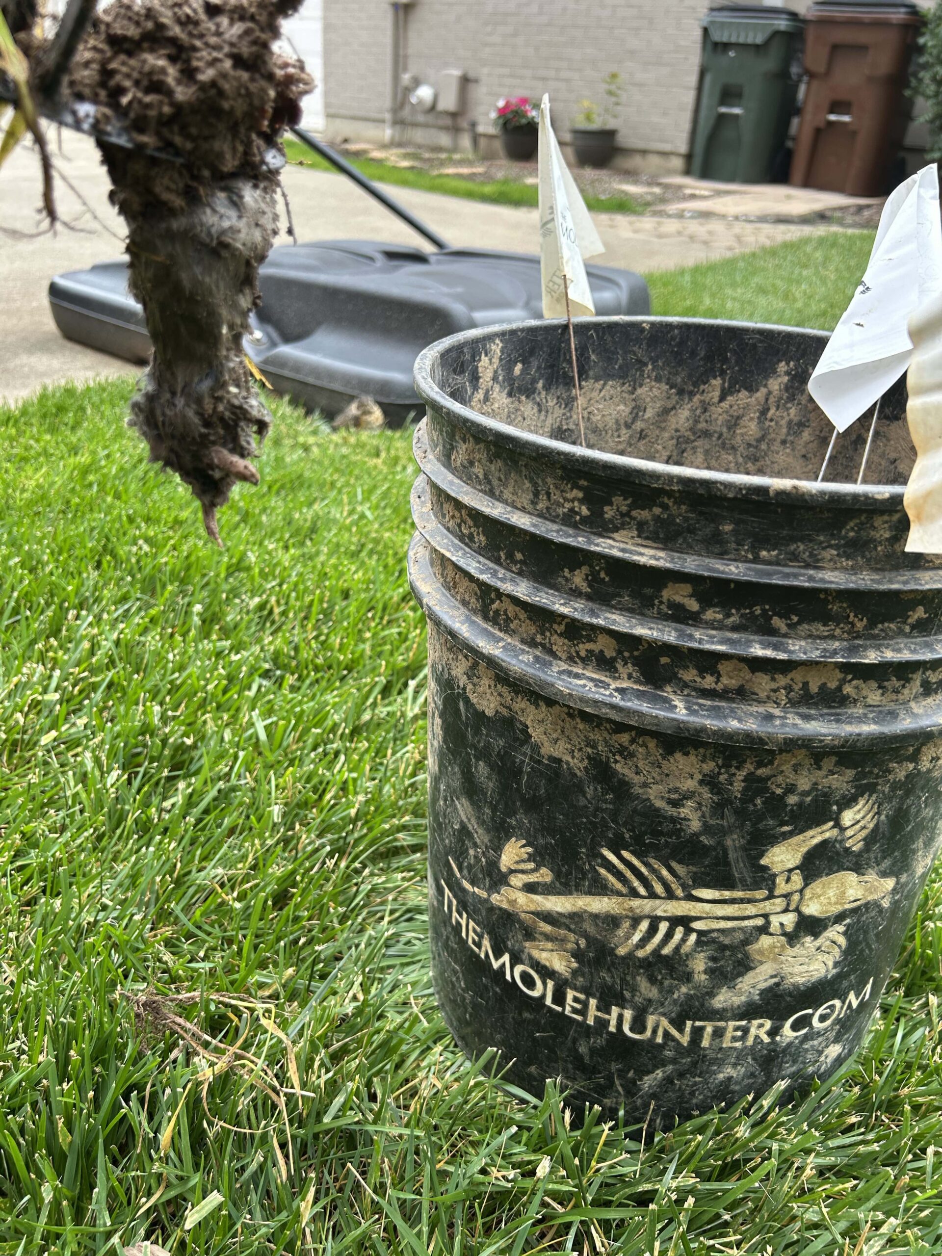 A heavily soiled The Mole Hunter bucket sits on a Cincinnati lawn beside a trapped mole dangling from a spring trap.