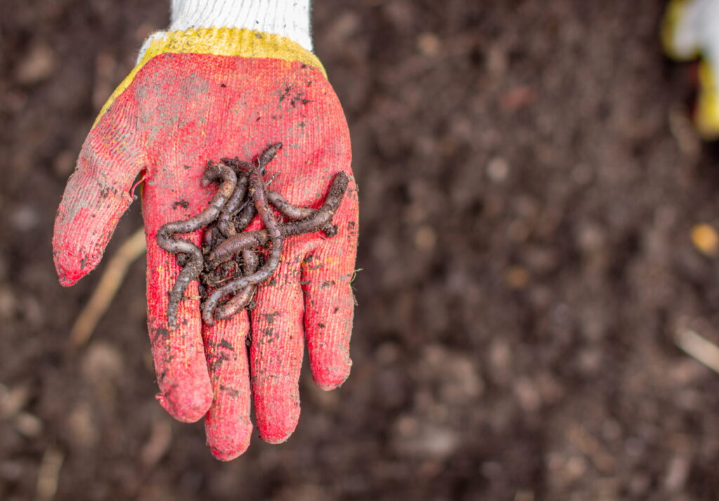 
A dirt-covered red work glove holds a tangled cluster of earthworms over loose soil, representing the primary food source that mole deterrent and castor oil moles treatments in Cincinnati never actually eliminate.