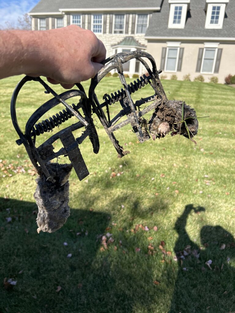 A bare hand holds two soil-covered mole traps with two freshly caught moles in a Cincinnati yard, delivering the concrete proof that no mole deterrent or castor oil moles product can ever provide.