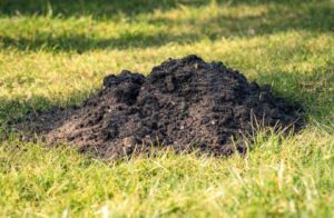 A dark, conical mound of fresh soil pushed up by a mole in the middle of a green grass lawn.