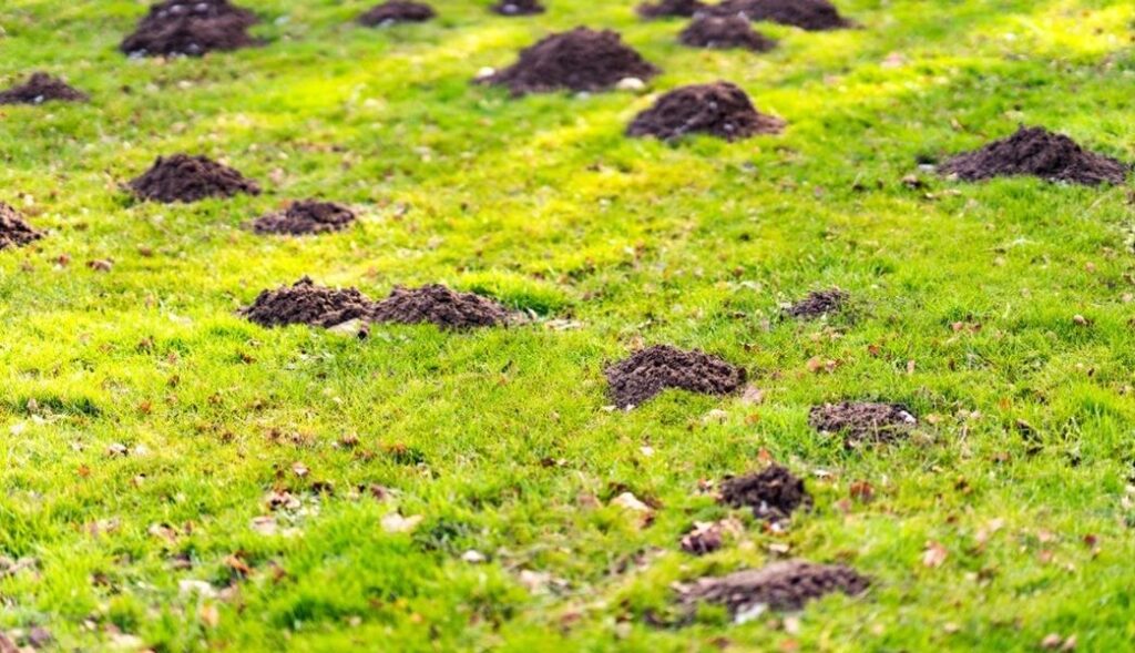 A sunlit lawn is scattered with a dozen small dark mounds of upturned soil pushing through green grass.