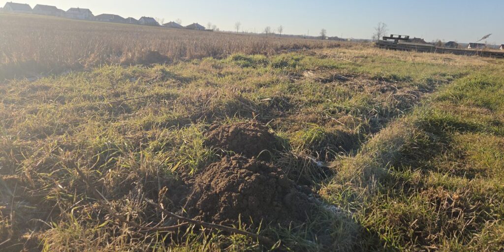 Fresh mounds of dirt in a grassy field indicating the presence of mole tunnels and activity.