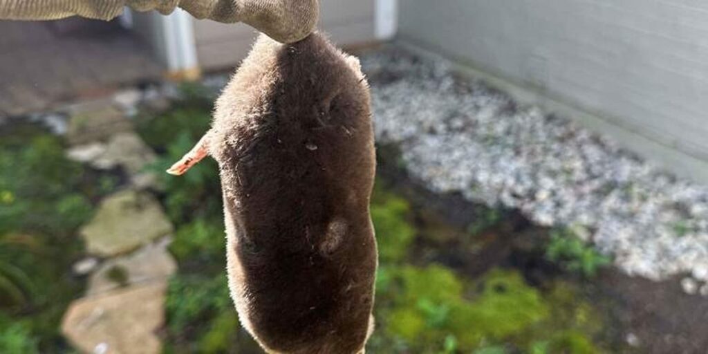A gloved hand holds a dark-furred eastern mole by the scruff against a home's siding and a mulched garden bed.