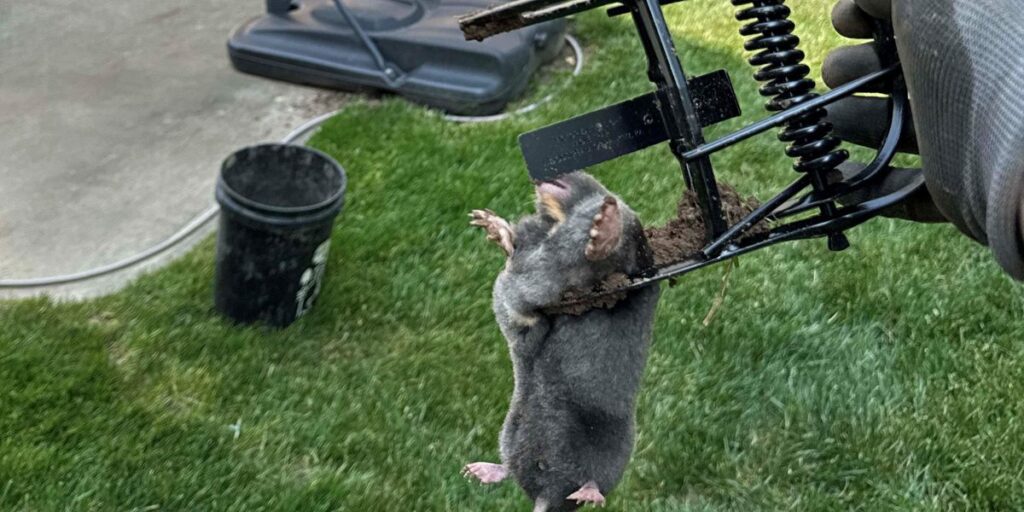 A gloved hand holds a spring-loaded mole trap containing a captured mole over a residential lawn.