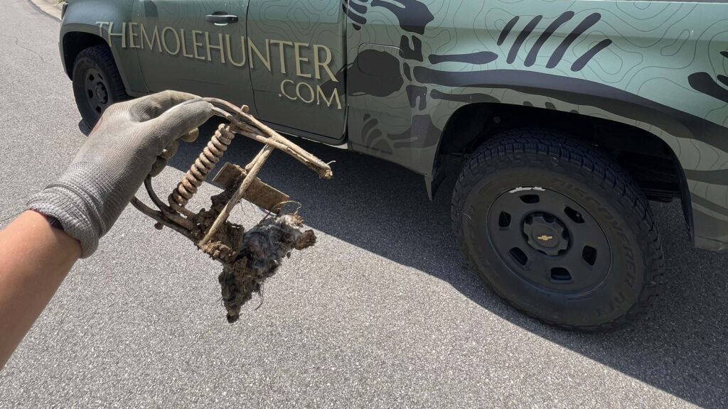 A gloved hand holds a metal mole trap containing a captured mole, with a The Mole Hunter branded truck visible in the background.