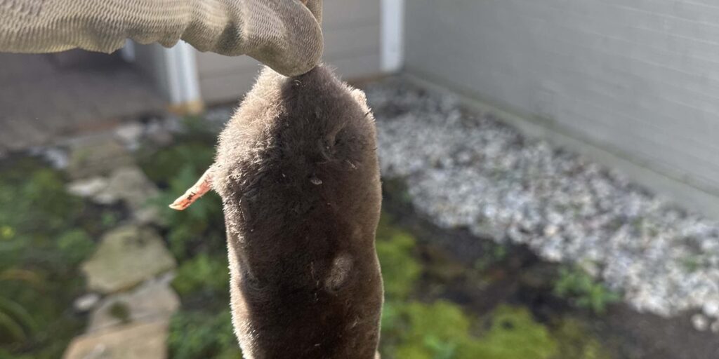 A gloved hand holding a mole, showing its dark fur and small, obscured eyes while discussing whether moles are blind.
