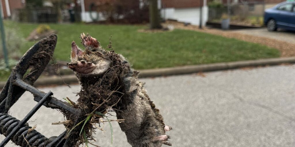 A mole caught in a metal trap held up against a residential lawn background, illustrating professional mole trapping services.