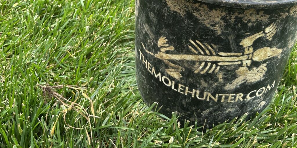 A close-up of a black container branded with The Mole Hunter logo and website, sitting in a green grass lawn.