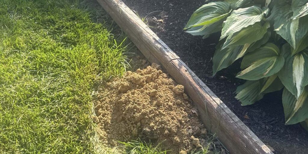 A pile of fresh dirt indicating mole activity next to a wooden garden border and a hosta plant.