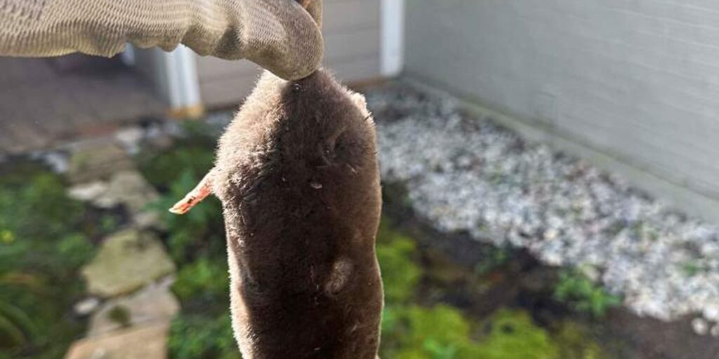 A gloved hand holding a trapped mole, demonstrating effective mole removal techniques.