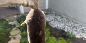 A gloved hand holding a trapped mole, demonstrating effective mole removal techniques.