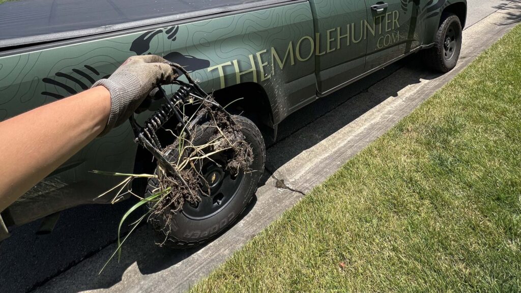 A gloved hand holds a metal mole trap covered in dirt and grass clippings next to a The Mole Hunter service truck.