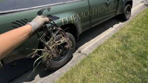 A gloved hand holds a metal mole trap covered in dirt and grass clippings next to a The Mole Hunter service truck.