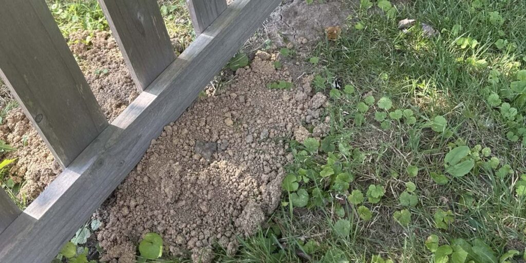 A pile of excavated dirt pushed up against a wooden fence, indicating potential mole activity in a residential lawn.