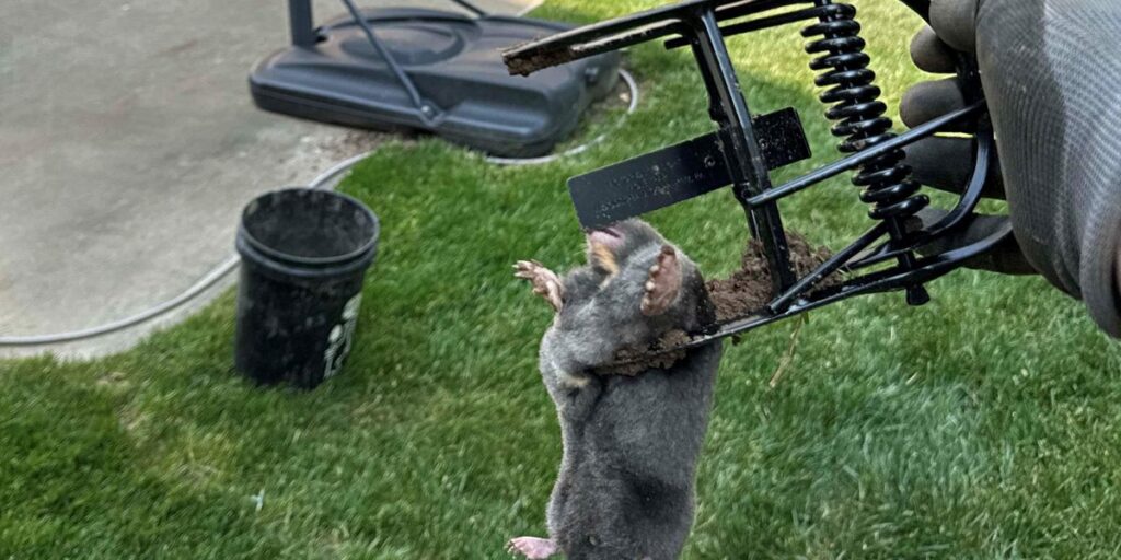 A gloved hand holds a spring-loaded mole trap containing a captured mole in a Cincinnati yard.