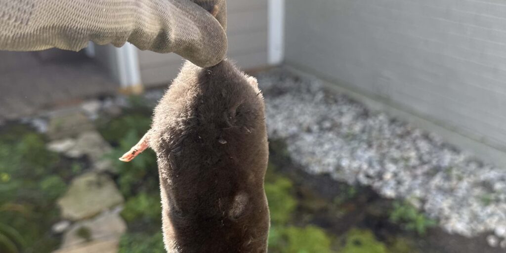 A gloved hand holds a captured mole, showing its dark fur and small pinkish snout, as part of a mole removal service in Cincinnati.