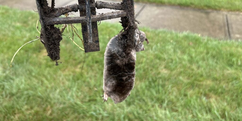 A mole caught in a metal trap held above a residential lawn in Cincinnati.