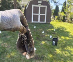A gloved hand holds a captured mole in a residential backyard with mole traps and markers visible in the grass near a shed.