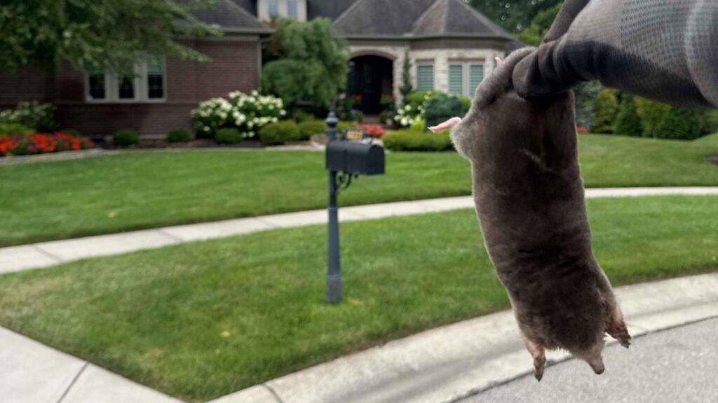 A gloved hand holds a captured mole in front of a residential lawn, demonstrating effective mole trapping services.