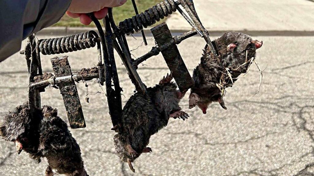 A hand holds a metal mole trap containing three captured moles, demonstrating effective mole removal services.
