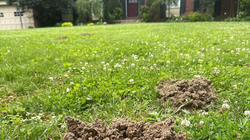 Several mounds of dirt created by moles scattered across a green residential lawn with clover.