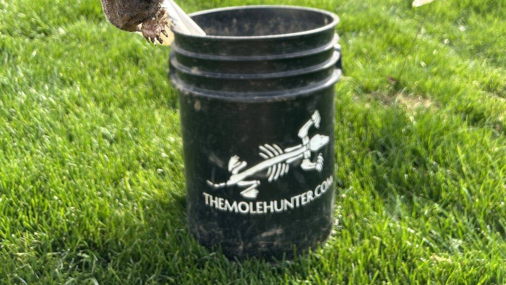 A black bucket with the mole hunter logo sits in green grass with a trap edge peeking in from above
