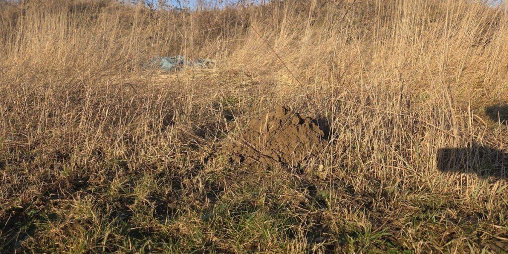 A single fresh dirt mound pushed up through dry tan grass