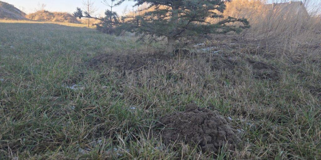 A dirt mound at the base of a small pine tree in a mowed yard with a rooftop in the distance