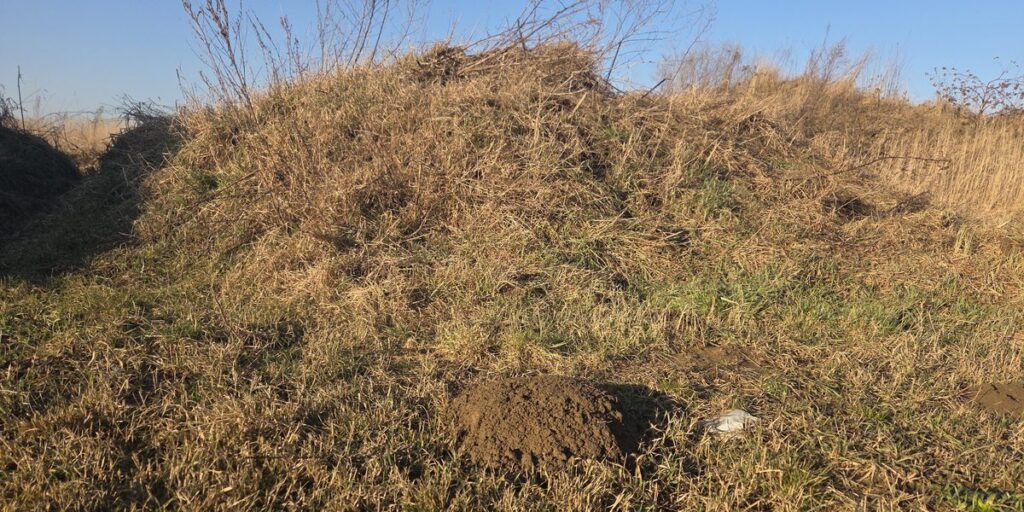 A fresh mound of dirt created by a mole in a grassy yard, indicating active mole presence.