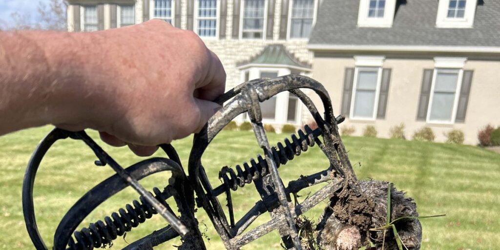 A hand holds a metal mole trap containing a captured mole in front of a residential lawn.