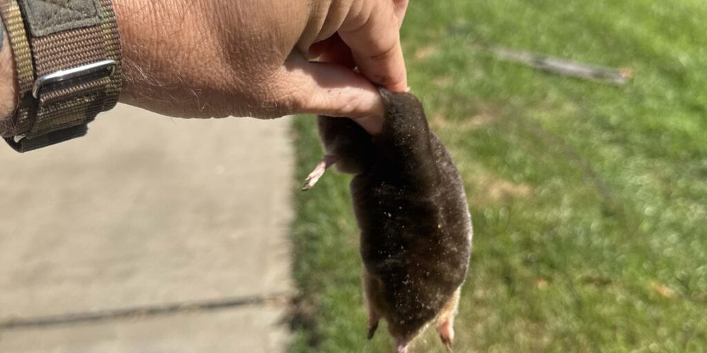 A hand holding a captured mole by its tail, illustrating professional mole trapping and removal services in Cincinnati.