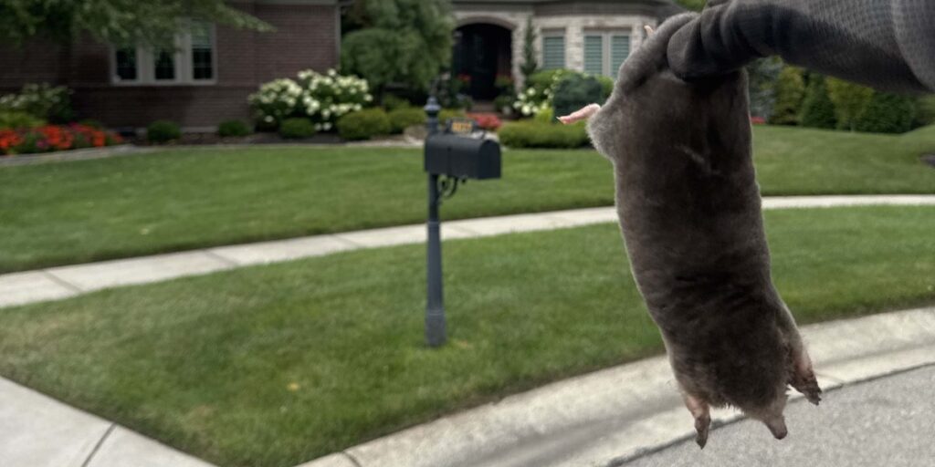 A gloved hand holding a captured mole in front of a residential lawn, representing professional mole control and removal services.