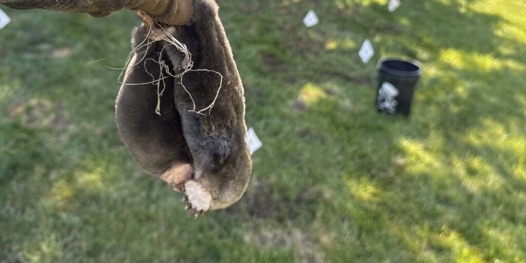 A gloved hand holds a captured mole over a lawn with marked trapping locations in the background.