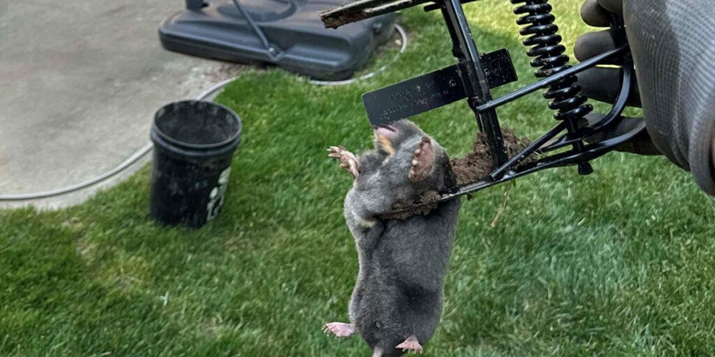 A trapped mole hangs upside down from a metal trap, showing its small ears, pointed snout, and pale pink feet against green lawn
