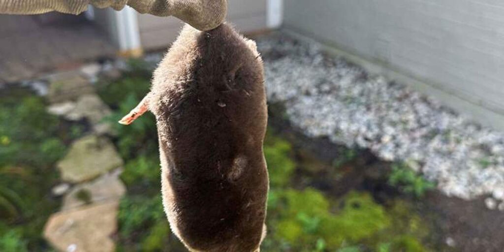 A gloved hand holding a small, dark-furred mole outdoors, illustrating the physical appearance of the animal for mole removal identification.