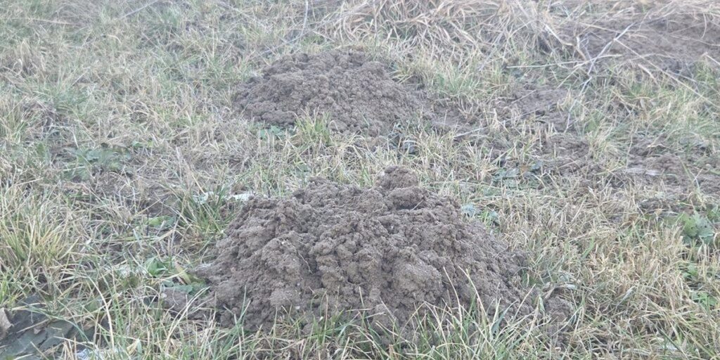 Two fresh mounds of dirt created by a mole in a grassy yard, indicating the need for professional mole removal services.